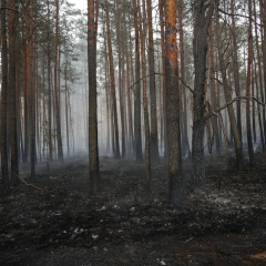 Пожар в Полесьском заповеднике и лесах