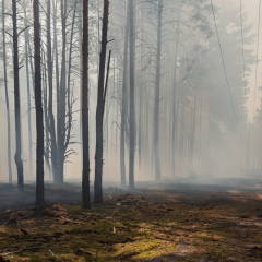 Пожежа в Чорнобильському заповіднику після ліквідації