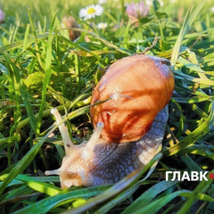 Дощі та грози над Україною