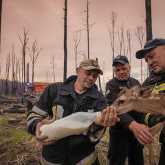 Двое новорожденных оленят спасены от пожара