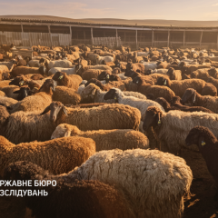 ДБР розкрило схему розкрадання у ветлікарні