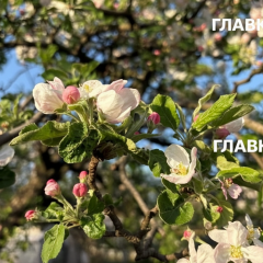 Рекордна весняна погода у Києві