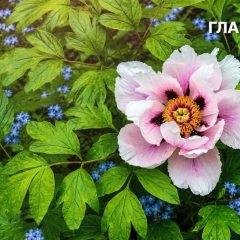 Грозы и дожди накроют Украину 5 июня