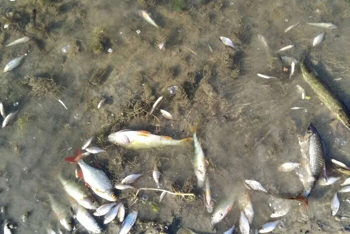 Повторное загрязнение воды в реке Сейм