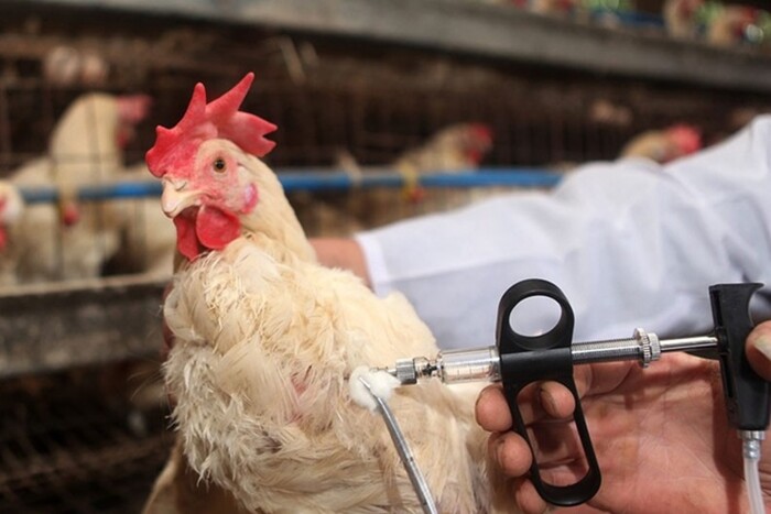 В мире зафиксирована первая смерть человека от нового штамма птичьего гриппа