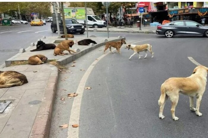 заблудившиеся животные на фотографии