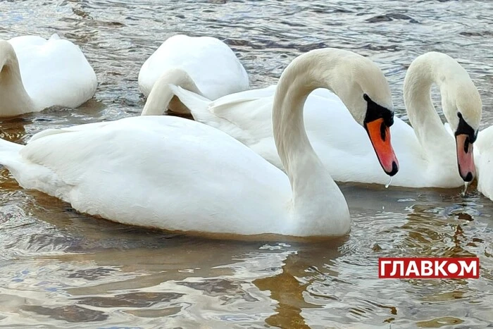 Хмарно, без опадів 4 грудня