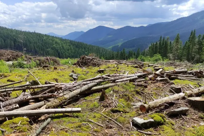 Площа шести міст України. Загинуло багато дерев в Карпатах