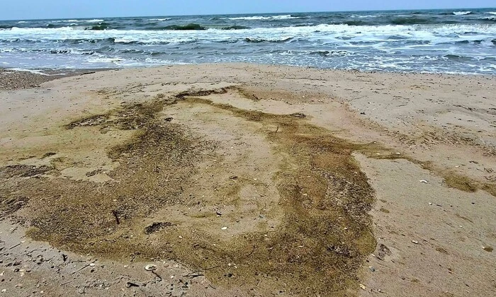 Russian strike on Port Yuzhny: over 1000 birds killed due to oil spill