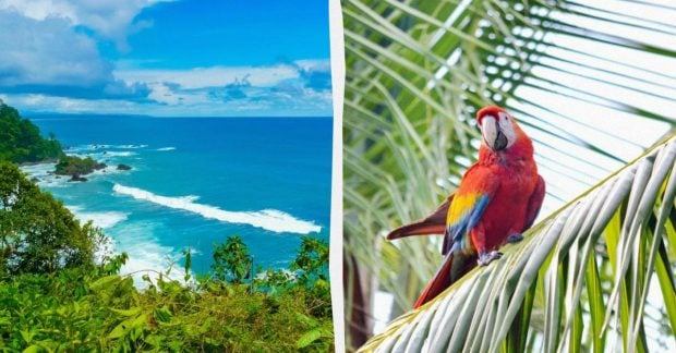 Costa Rica flag with palm trees