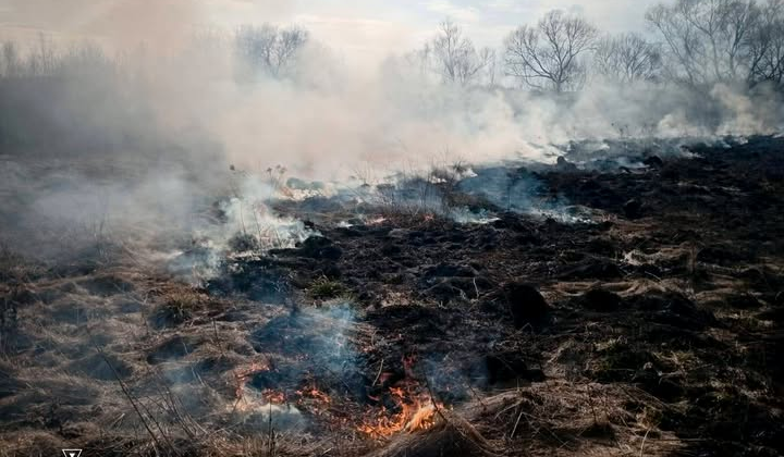 Пожары сухой травой в Украине: лес горит