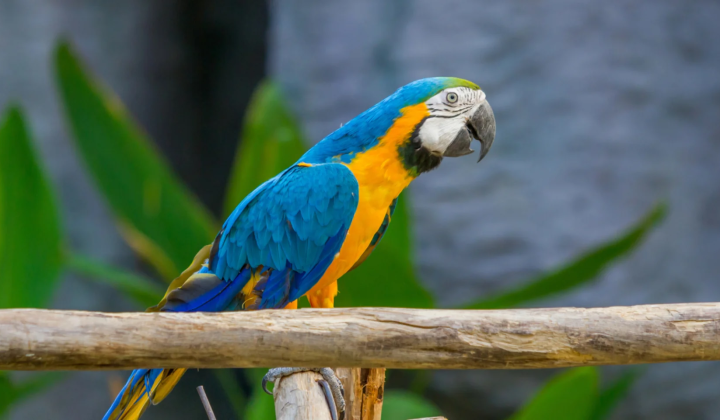 Birds will soon start masturbating freely