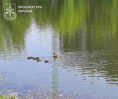 Лес “Совская Балка” с охраной