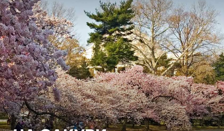 Travel to Uzhhorod and see sakuras