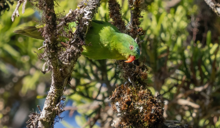 Photo of a Buru Lorikeet in the wild