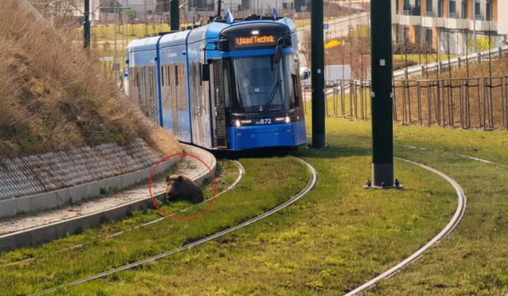 Wild boar blocking trams in Krakow