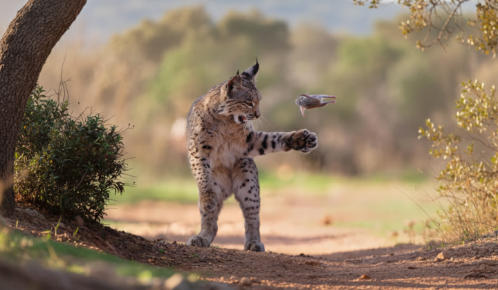 Iberian lynx playing with its prey