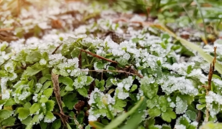 April frosts in Ukraine: -3°C