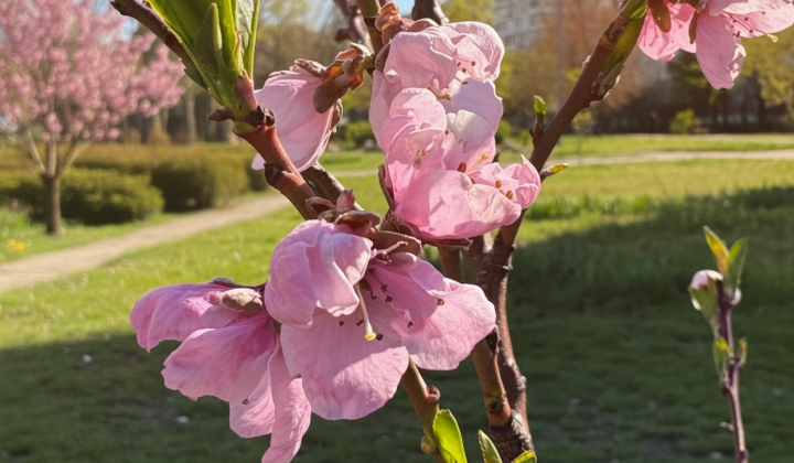 Frosts affect the blooming of gardens