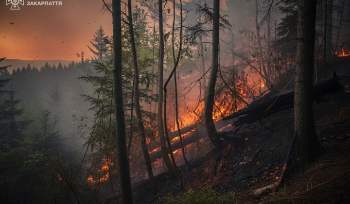 Planes involved in extinguishing forest fire