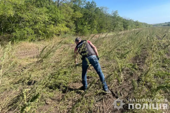 На Одесчине полиция обнаружила более 300 тыс. кустов конопли (фото)