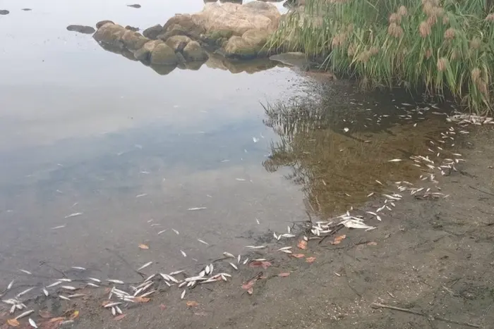 Масове загибель риби у Ладижинському водосховищі