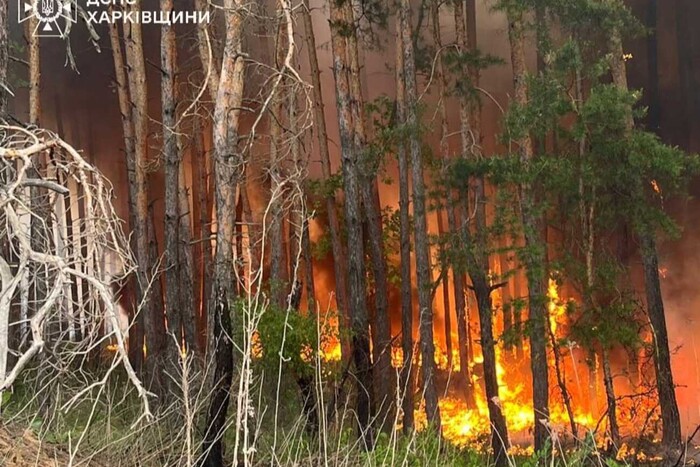 Вогонь лісу на Харківщині