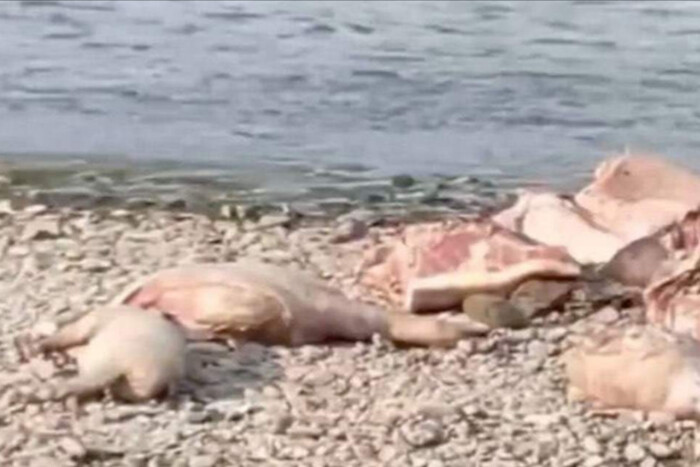 В Черновцах на берегу реки обнаружены трупы свиней, инфицированных африканской чумой