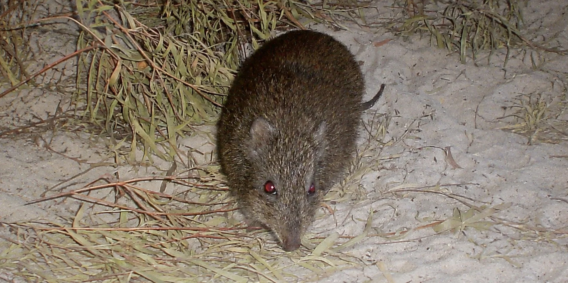 Gilbert's potoroo poop holds key to saving endangered species