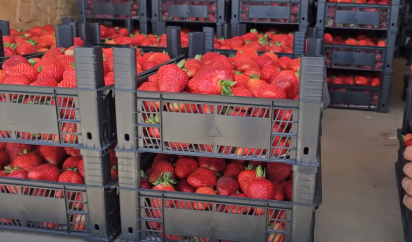 Сезон клубники: чего ожидать от цен на ягоду