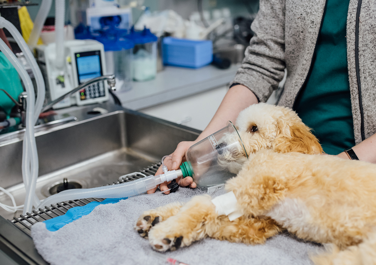 Выбор лучшего оборудования для ветеринарии от Biovet